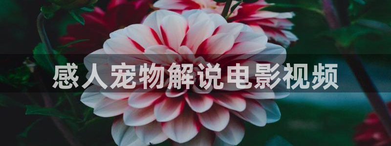米奇影院久久久：感人宠物解说电影视频