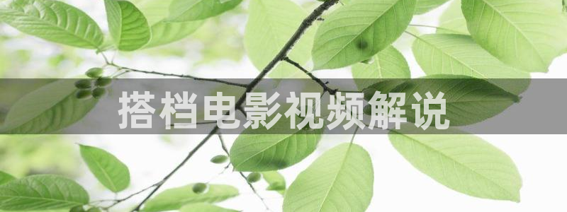久久视频这里精品：搭档电影视频解说