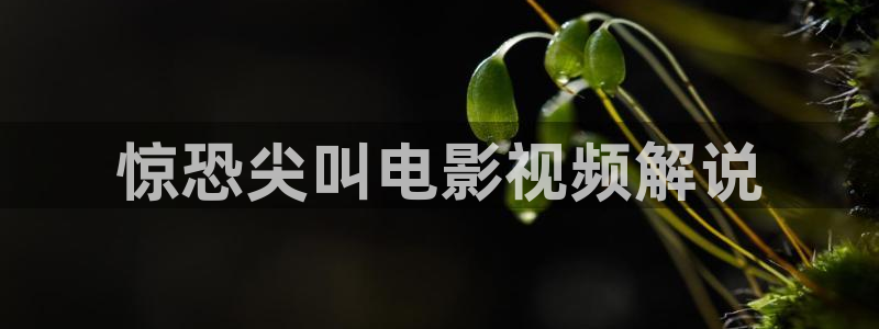 久久视频/这里只有精品